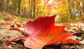 1 сентября 2011